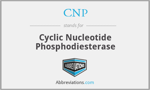 CNP - Cyclic Nucleotide Phosphodiesterase