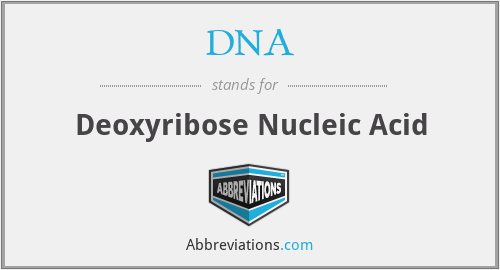 DNA - Deoxyribose Nucleic Acid