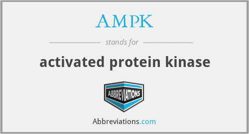 AMPK - activated protein kinase