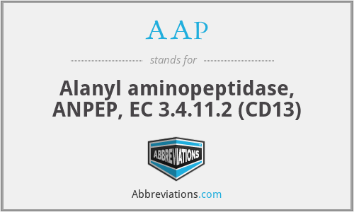 AAP - Alanyl aminopeptidase, ANPEP, EC 3.4.11.2 (CD13)