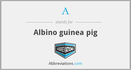 A - Albino guinea pig