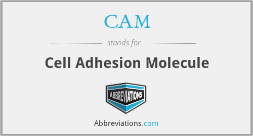 CAM - Cell Adhesion Molecule