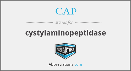 CAP - cystylaminopeptidase