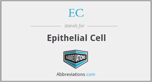 EC - Epithelial Cell