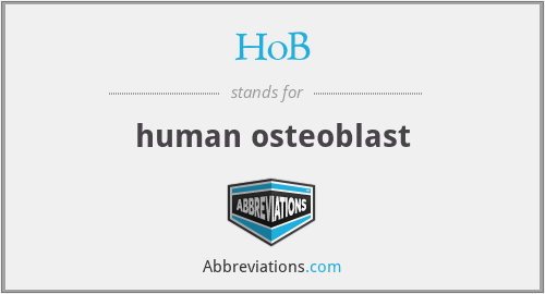 HoB - human osteoblast