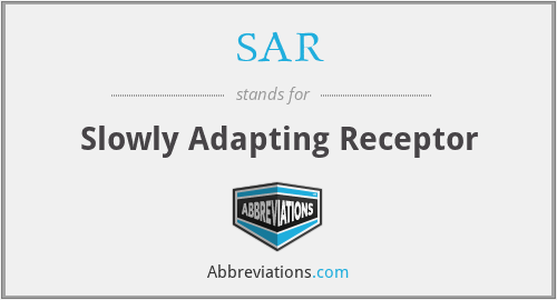 SAR - Slowly Adapting Receptor