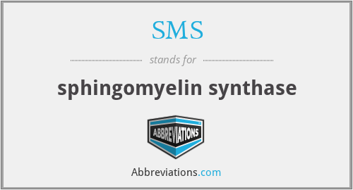 SMS - sphingomyelin synthase
