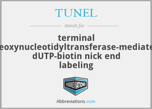 TUNEL - terminal deoxynucleotidyltransferase-mediated dUTP-biotin nick end labeling