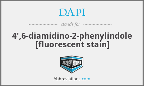 DAPI - 4',6-diamidino-2-phenylindole [fluorescent stain]