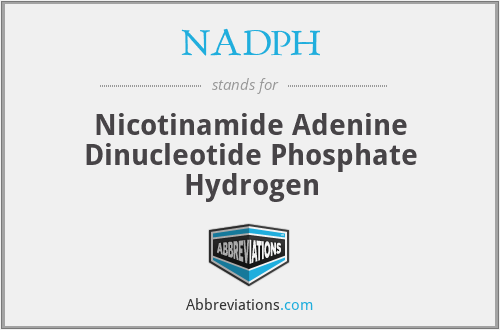 NADPH - Nicotinamide Adenine Dinucleotide Phosphate Hydrogen