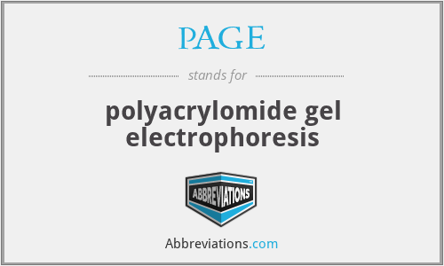 PAGE - polyacrylomide gel electrophoresis