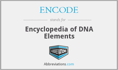ENCODE - Encyclopedia of DNA Elements