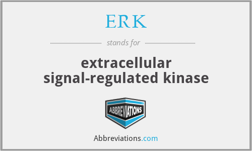 ERK - extracellular signal-regulated kinase