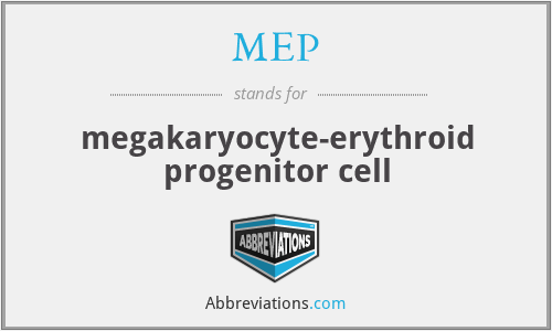MEP - megakaryocyte-erythroid progenitor cell