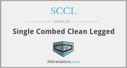 SCCL - Single Combed Clean Legged