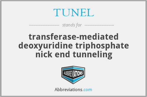 TUNEL - transferase-mediated deoxyuridine triphosphate nick end tunneling
