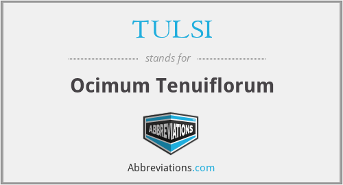 TULSI - Ocimum Tenuiflorum