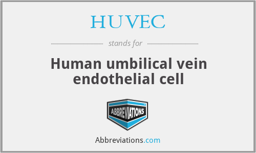 HUVEC - Human umbilical vein endothelial cell