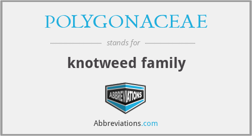 POLYGONACEAE - knotweed family