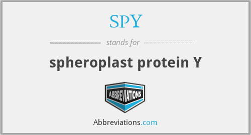 SPY - spheroplast protein Y