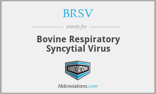 BRSV - Bovine Respiratory Syncytial Virus