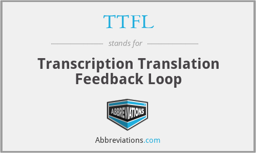 TTFL - Transcription Translation Feedback Loop