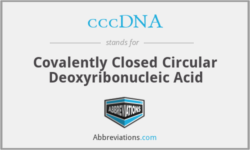 cccDNA - Covalently Closed Circular Deoxyribonucleic Acid