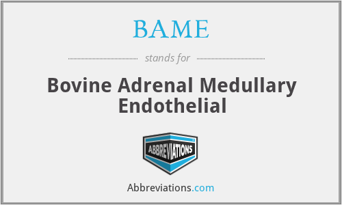 BAME - Bovine Adrenal Medullary Endothelial