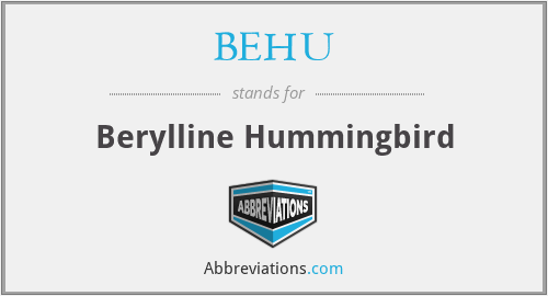 BEHU - Berylline Hummingbird