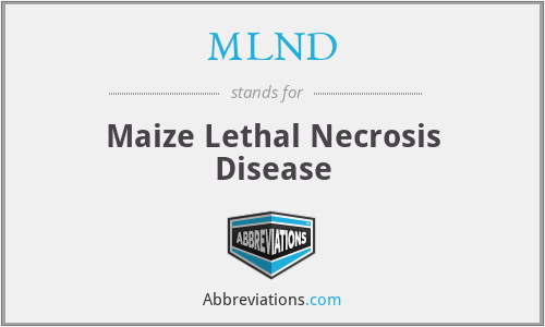 MLND - Maize Lethal Necrosis Disease