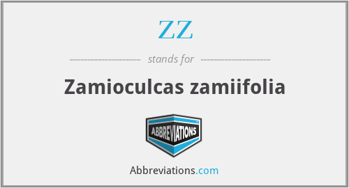 ZZ - Zamioculcas zamiifolia