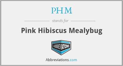PHM - Pink Hibiscus Mealybug