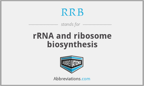 RRB - rRNA and ribosome biosynthesis