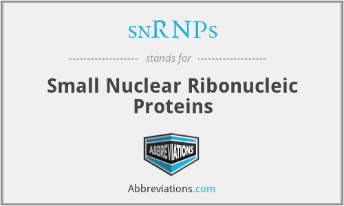 snRNPs - Small Nuclear Ribonucleic Proteins