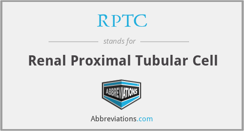 RPTC - Renal Proximal Tubular Cell