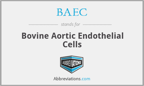 BAEC - Bovine Aortic Endothelial Cells