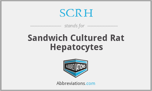 SCRH - Sandwich Cultured Rat Hepatocytes
