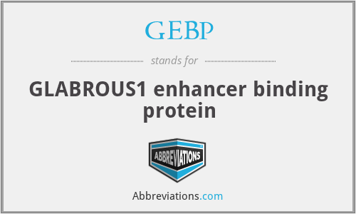 GEBP - GLABROUS1 enhancer binding protein