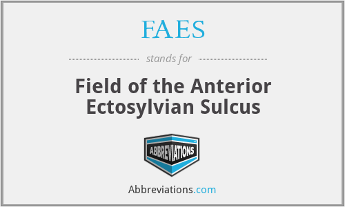 FAES - Field of the Anterior Ectosylvian Sulcus