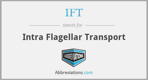 IFT - Intra Flagellar Transport