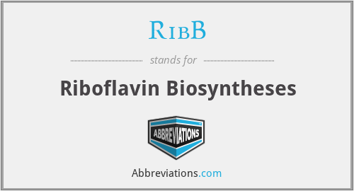 RibB - Riboflavin Biosyntheses