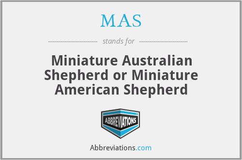 MAS - Miniature Australian Shepherd or Miniature American Shepherd