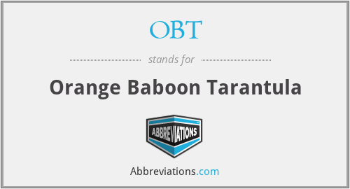 OBT - Orange Baboon Tarantula