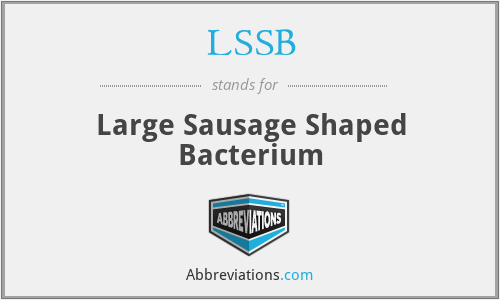 LSSB - Large Sausage Shaped Bacterium