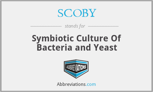 SCOBY - Symbiotic Culture Of Bacteria and Yeast