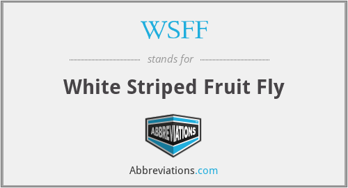 WSFF - White Striped Fruit Fly