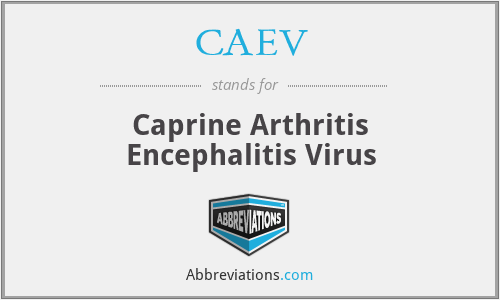 CAEV - Caprine Arthritis Encephalitis Virus