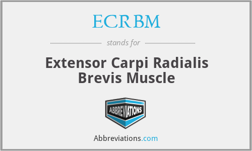 ECRBM - Extensor Carpi Radialis Brevis Muscle