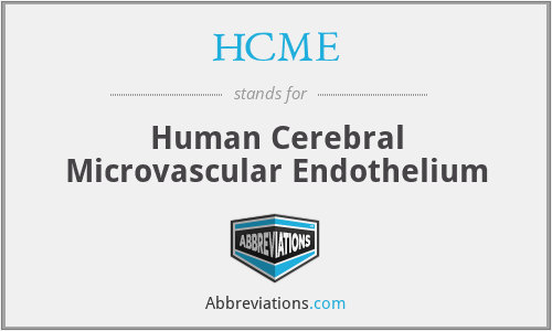 HCME - Human Cerebral Microvascular Endothelium