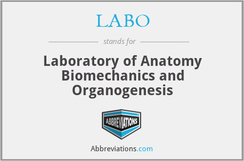 LABO - Laboratory of Anatomy Biomechanics and Organogenesis